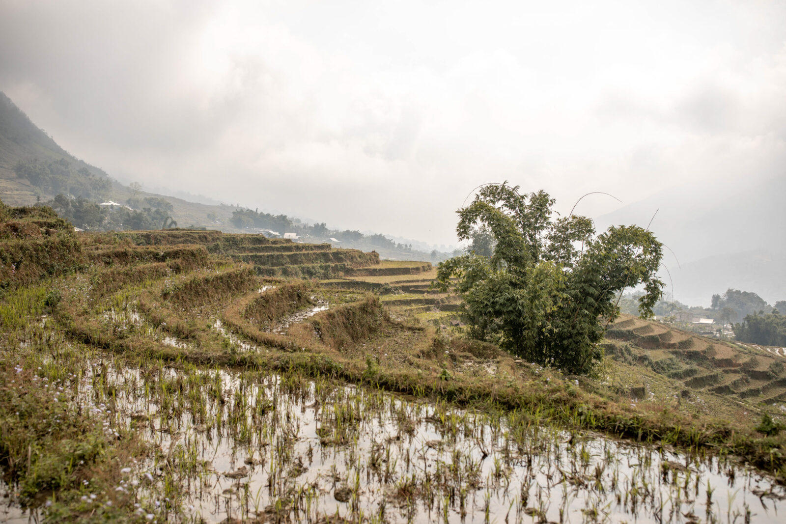 Reisfelder in Vietnam in den Bergen