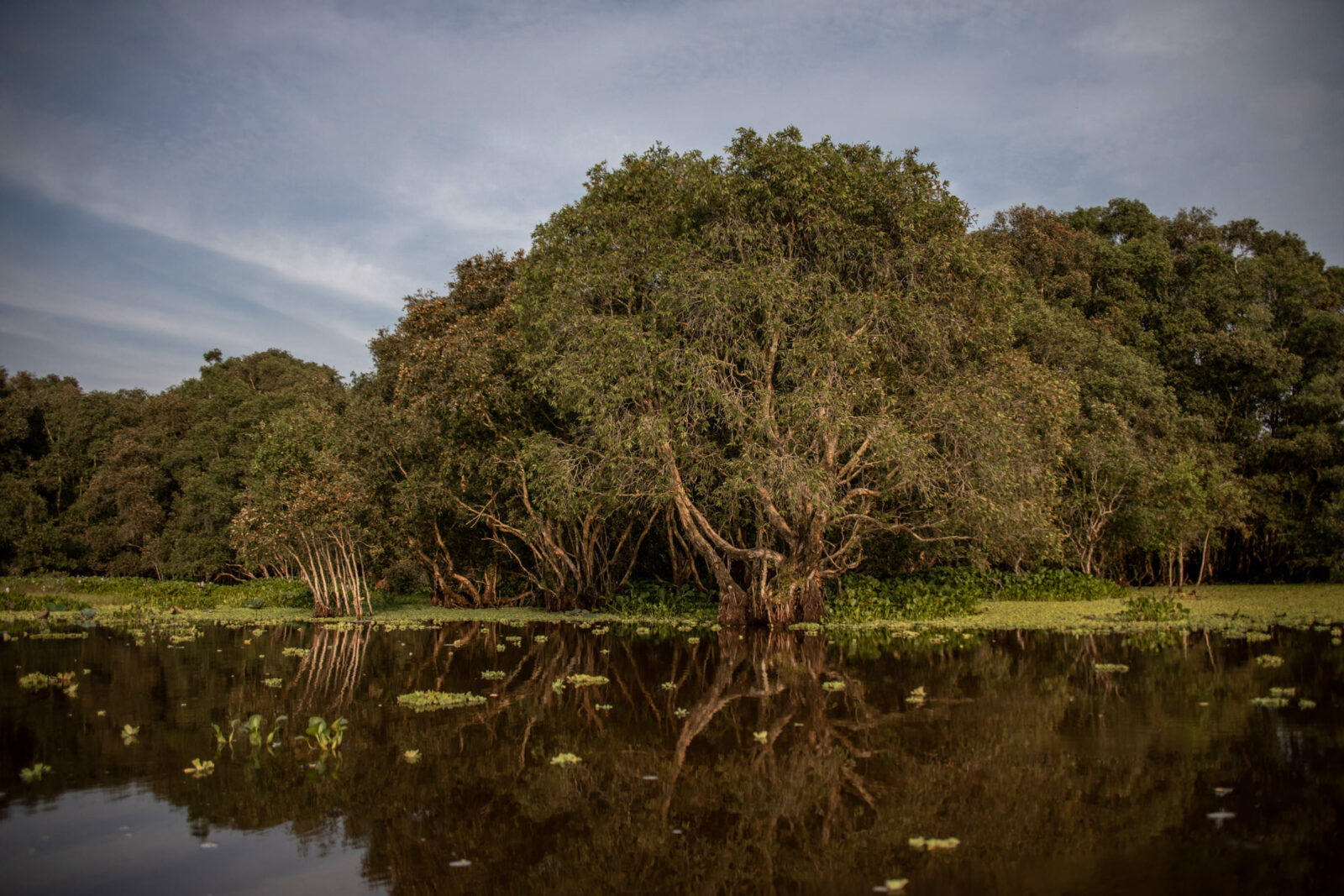 mekong delta natur