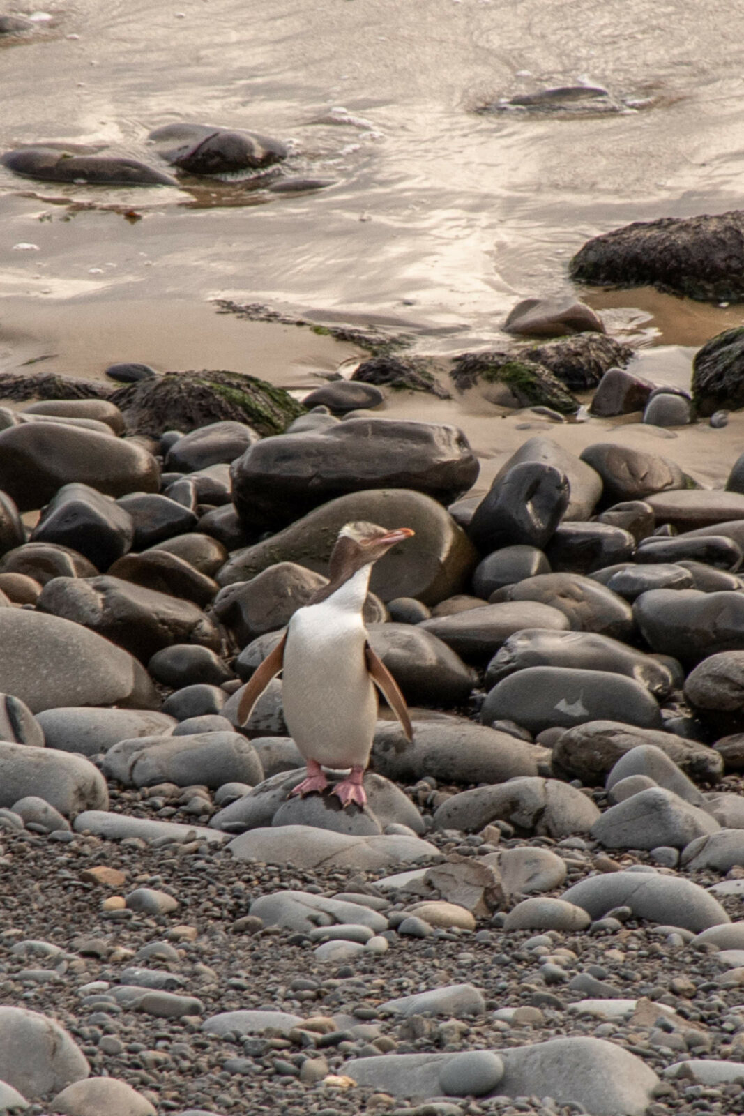 pinguine auf neuseeland
