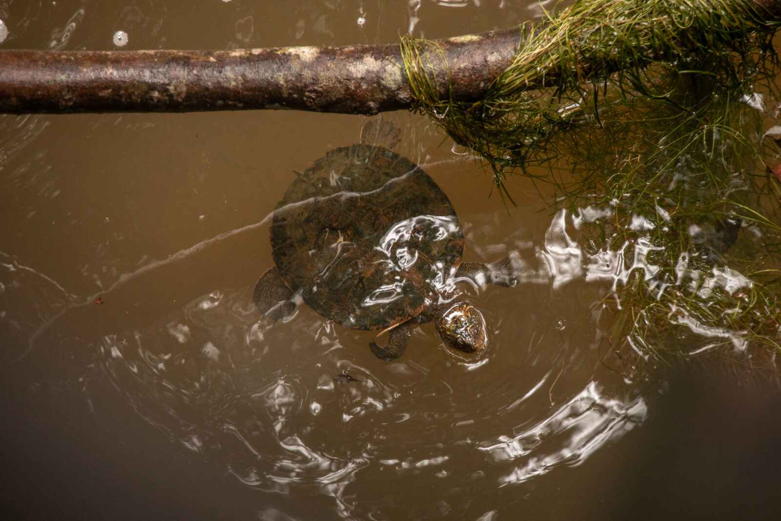 Schildkröte im Eungella Nationalpark Australien