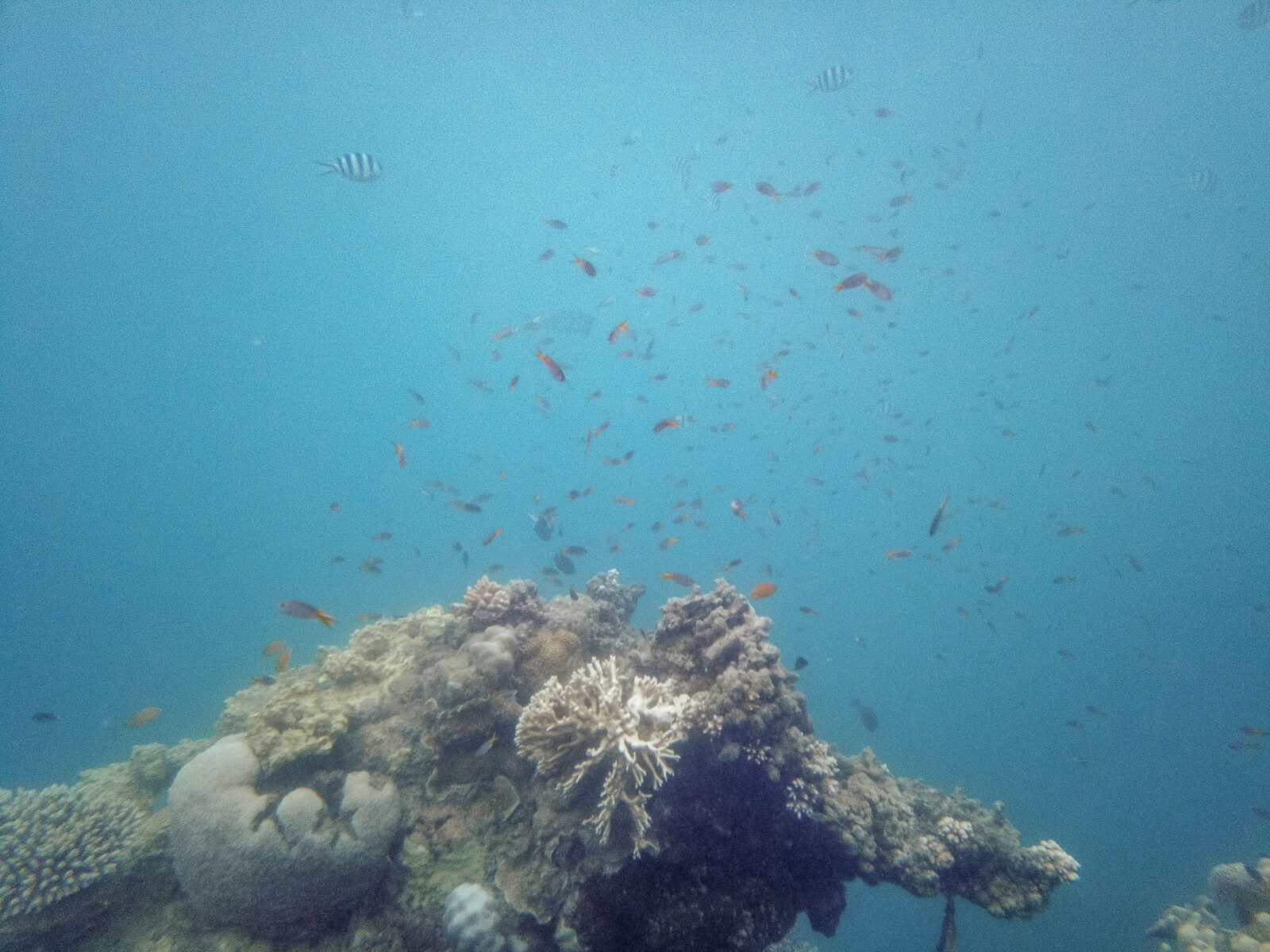 koralen riff in Australien
