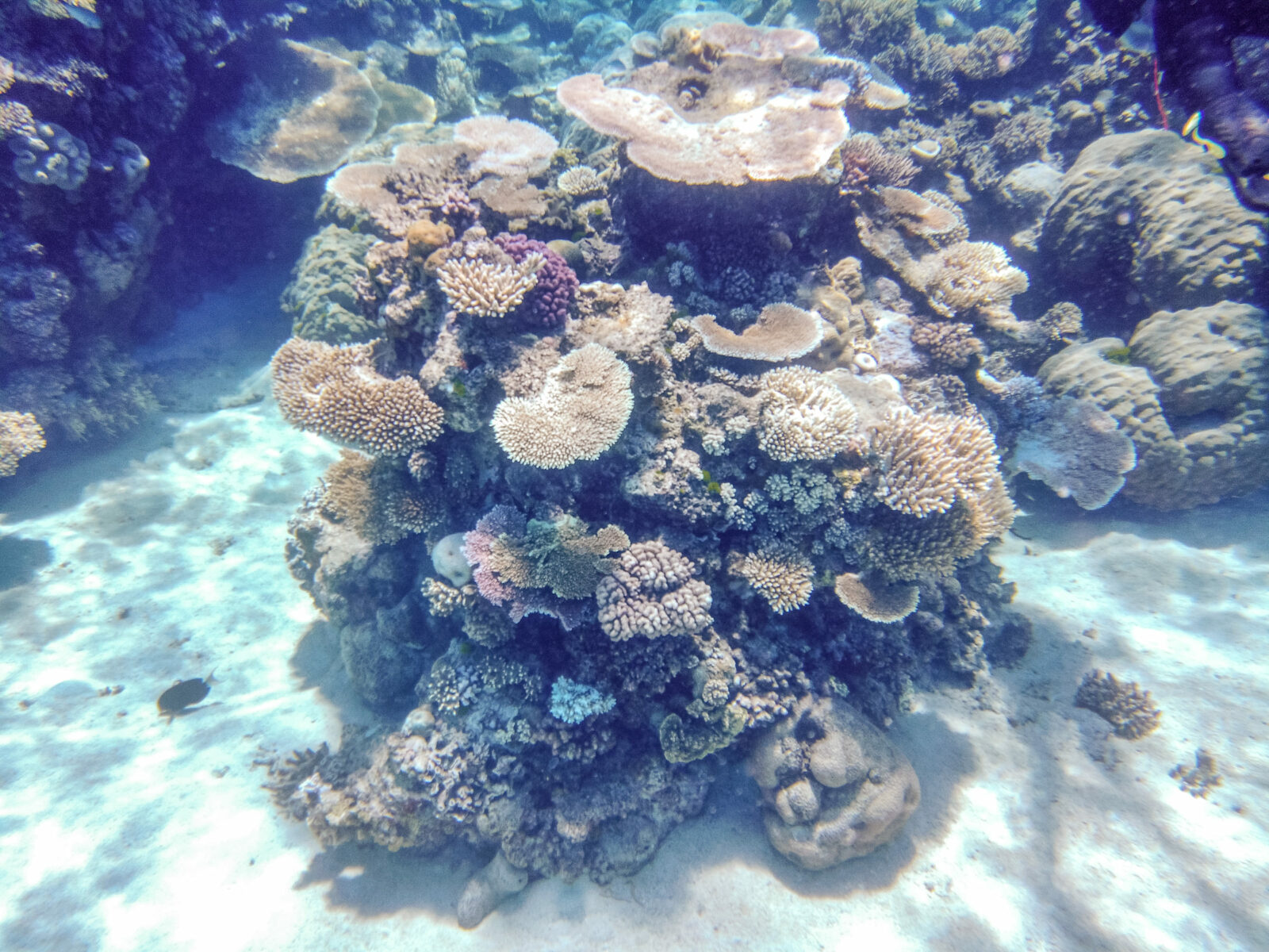 koralen berg