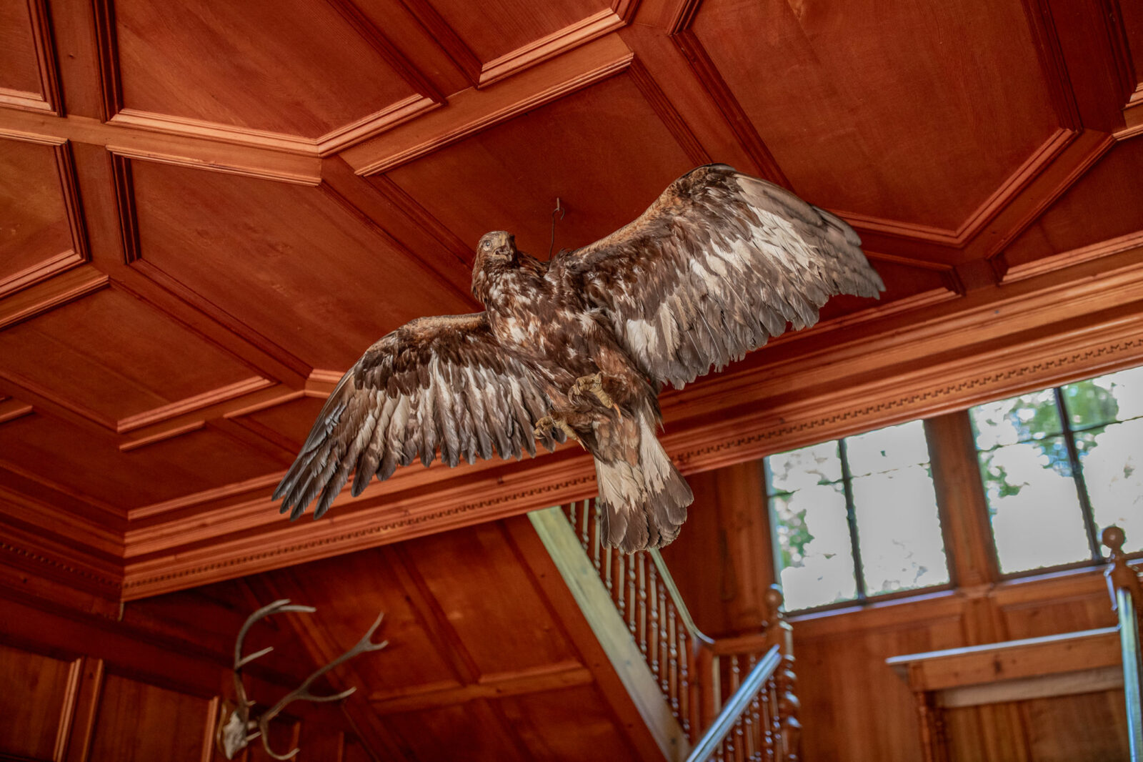 Adler in der Villa MAund